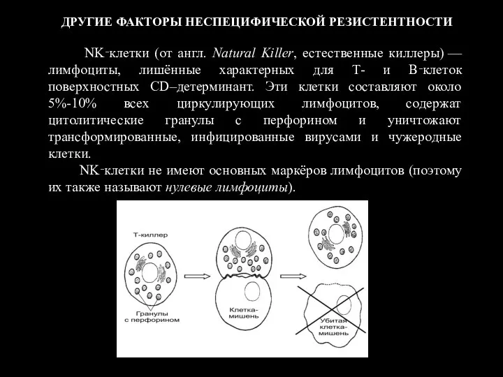 ДРУГИЕ ФАКТОРЫ НЕСПЕЦИФИЧЕСКОЙ РЕЗИСТЕНТНОСТИ NK‑клетки (от англ. Natural Killer, естественные киллеры)