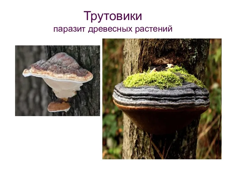 Трутовики паразит древесных растений
