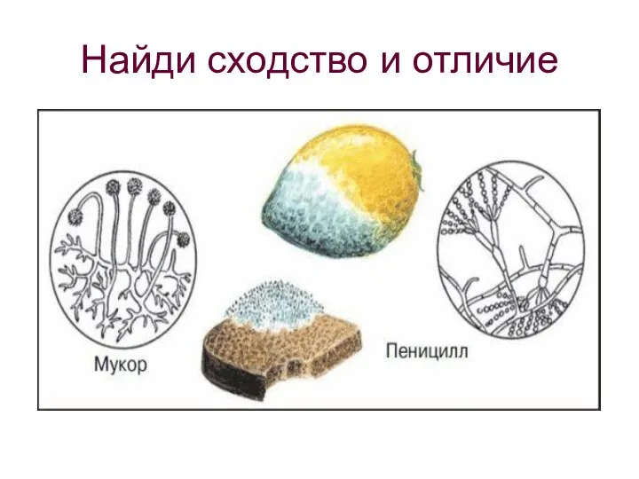 Найди сходство и отличие