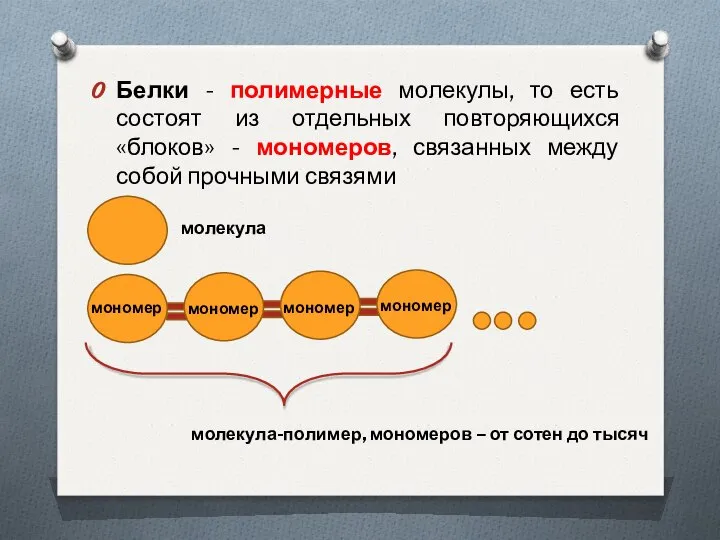 Белки - полимерные молекулы, то есть состоят из отдельных повторяющихся «блоков»