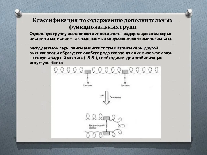 Классификация по содержанию дополнительных функциональных групп Отдельную группу составляют аминокислоты, содержащие