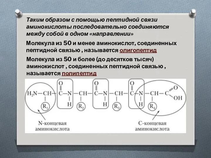 Молекула из 50 и менее аминокислот, соединенных пептидной связью , называется