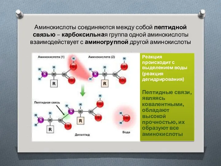 Аминокислоты соединяются между собой пептидной связью – карбоксильная группа одной аминокислоты