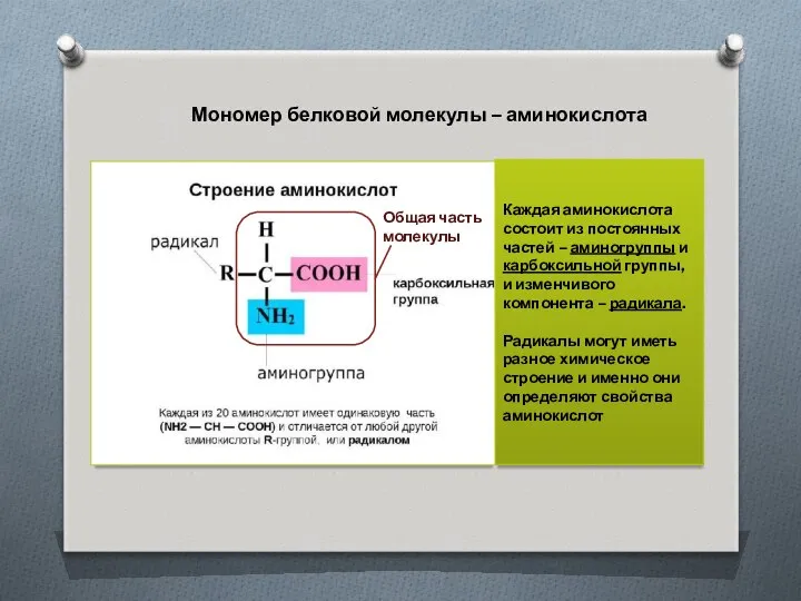 Мономер белковой молекулы – аминокислота Каждая аминокислота состоит из постоянных частей