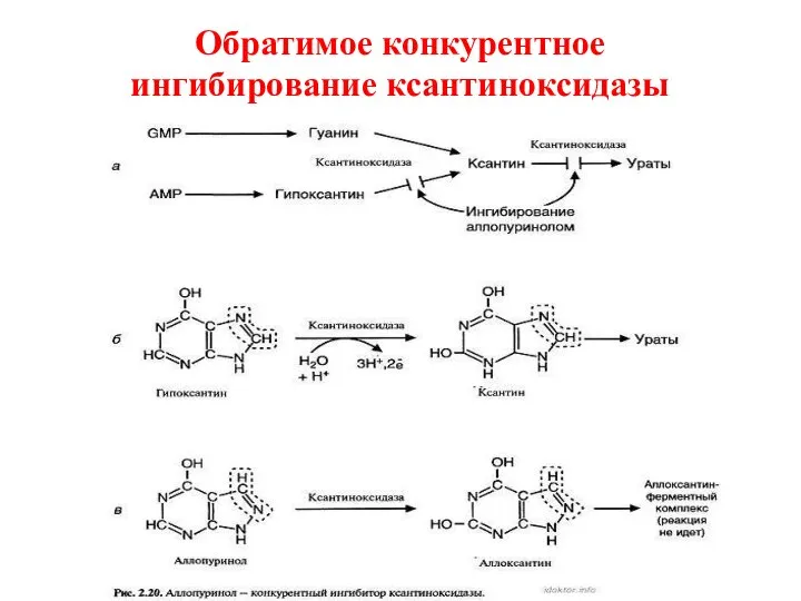 Обратимое конкурентное ингибирование ксантиноксидазы