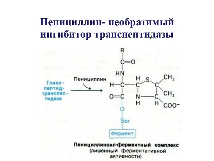 Пенициллин- необратимый ингибитор транспептидазы