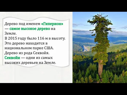 Дерево под именем «Гиперион» — самое высокое дерево на Земле. В