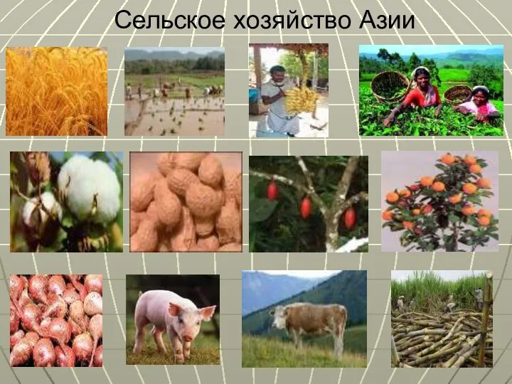 Сельское хозяйство Азии