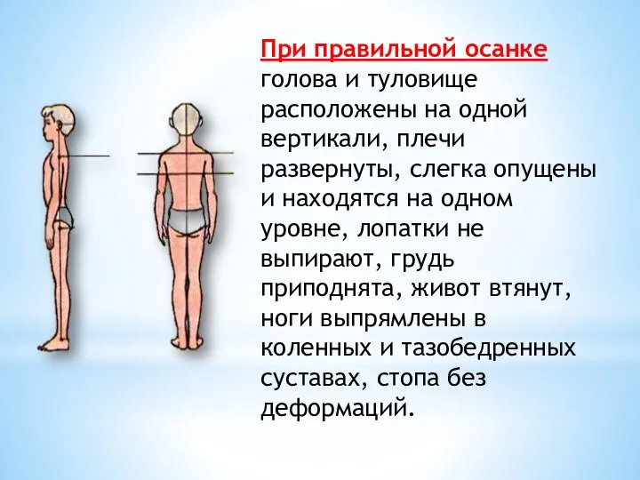 При правильной осанке голова и туловище расположены на одной вертикали, плечи