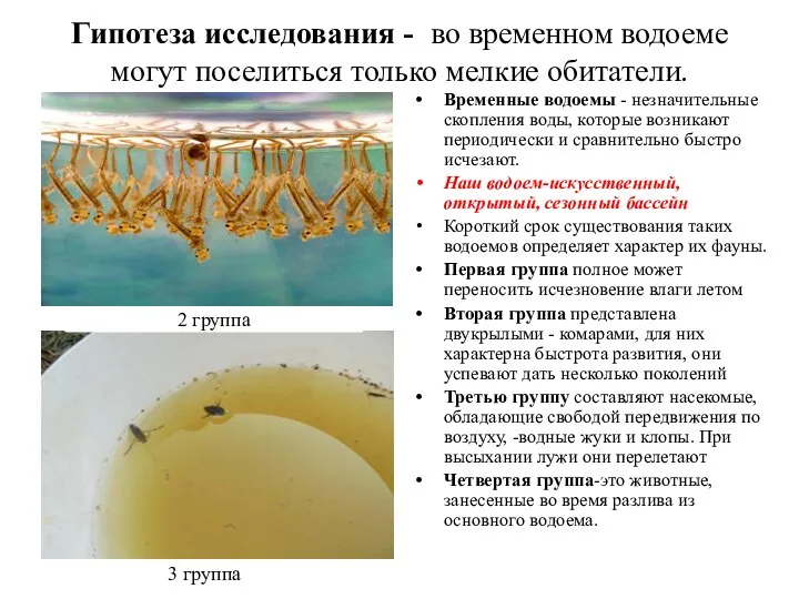 Гипотеза исследования - во временном водоеме могут поселиться только мелкие обитатели.