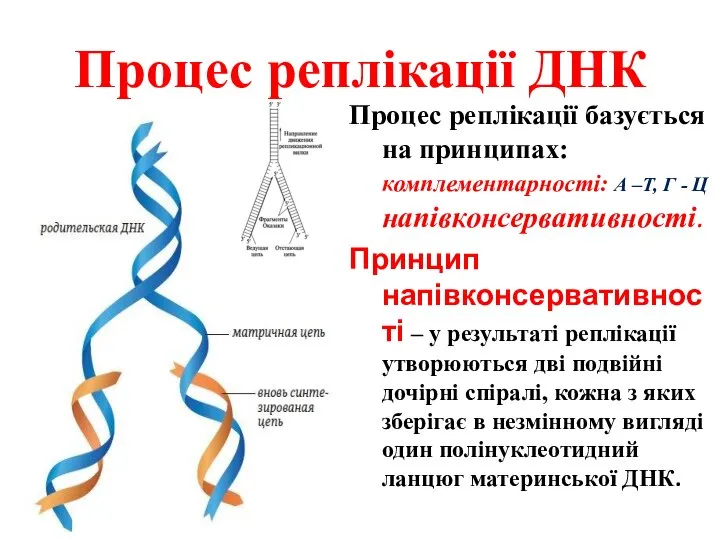 Процес реплікації ДНК Процес реплікації базується на принципах: комплементарності: А –Т,