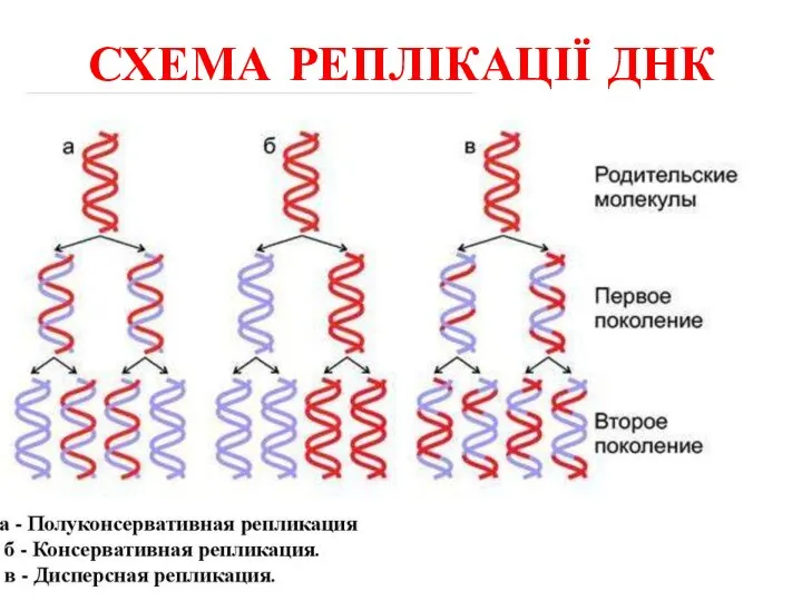 СХЕМА РЕПЛІКАЦІЇ ДНК