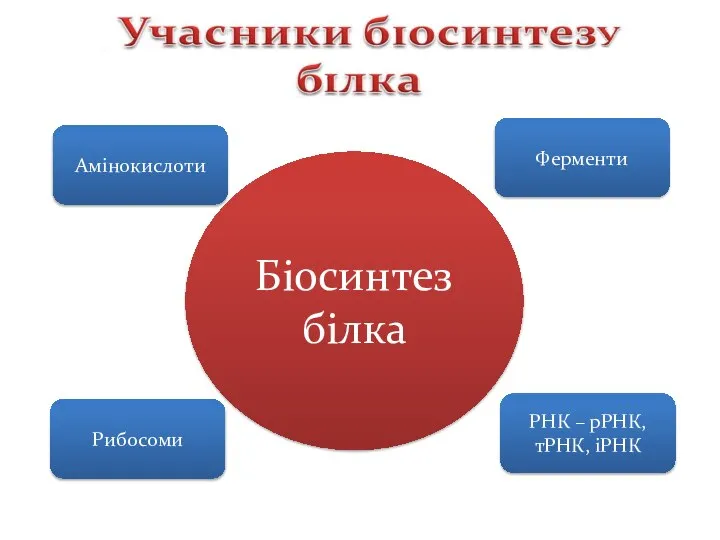 Амінокислоти Ферменти Рибосоми РНК – рРНК, тРНК, іРНК Біосинтез білка