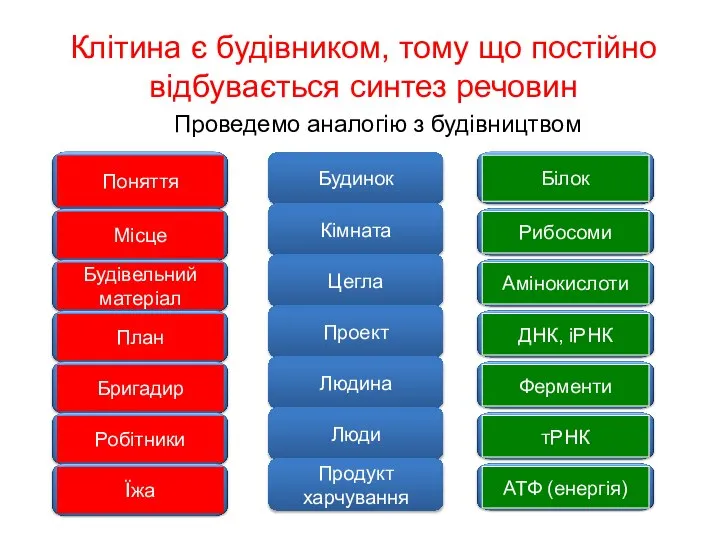 Клітина є будівником, тому що постійно відбувається синтез речовин Проведемо аналогію