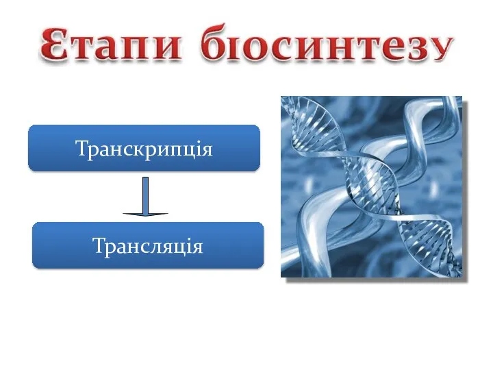 Транскрипція Трансляція