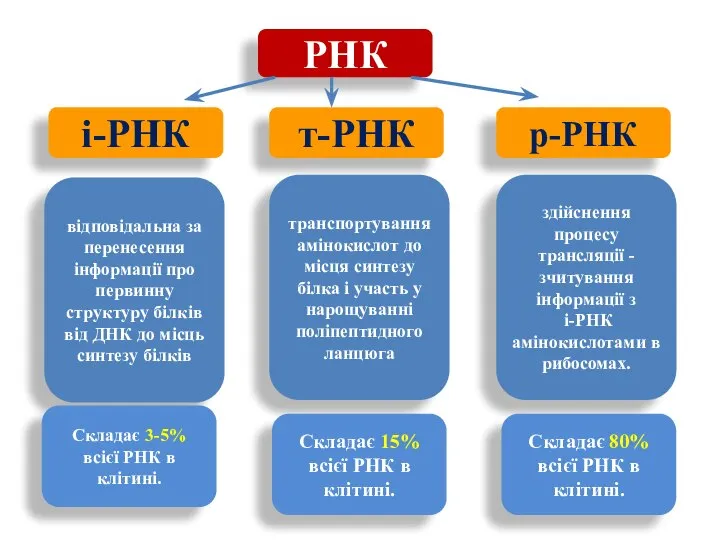 РНК т-РНК р-РНК і-РНК відповідальна за перенесення інформації про первинну структуру