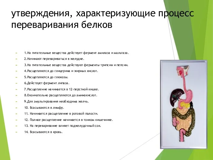 утверждения, характеризующие процесс переваривания белков 1.На питательные вещества действует фермент амилаза