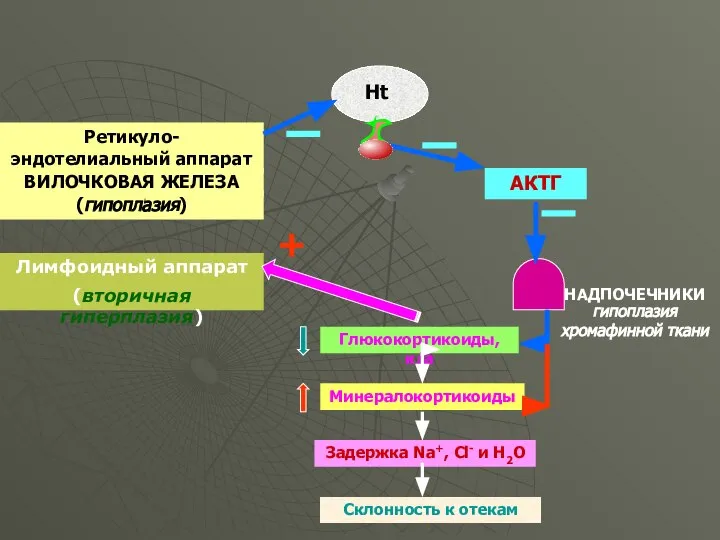 Ретикуло-эндотелиальный аппарат ВИЛОЧКОВАЯ ЖЕЛЕЗА (гипоплазия) Ht АКТГ НАДПОЧЕЧНИКИ гипоплазия хромафинной ткани