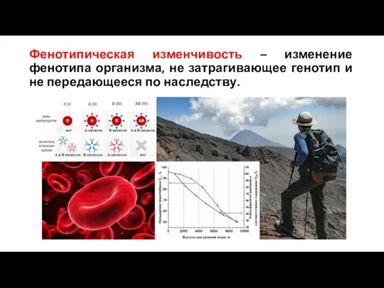 Фенотипическая изменчивость – изменение фенотипа организма, не затрагивающее генотип и не передающееся по наследству.