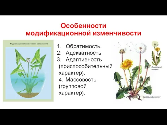 Особенности модификационной изменчивости Обратимость. Адекватность Адаптивность (приспособительный характер). 4. Массовость (групповой характер).