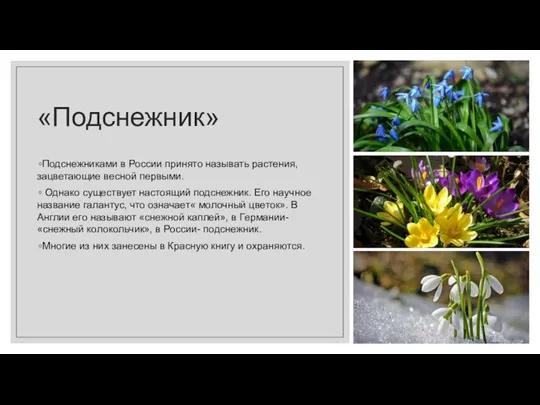«Подснежник» Подснежниками в России принято называть растения, зацветающие весной первыми. Однако
