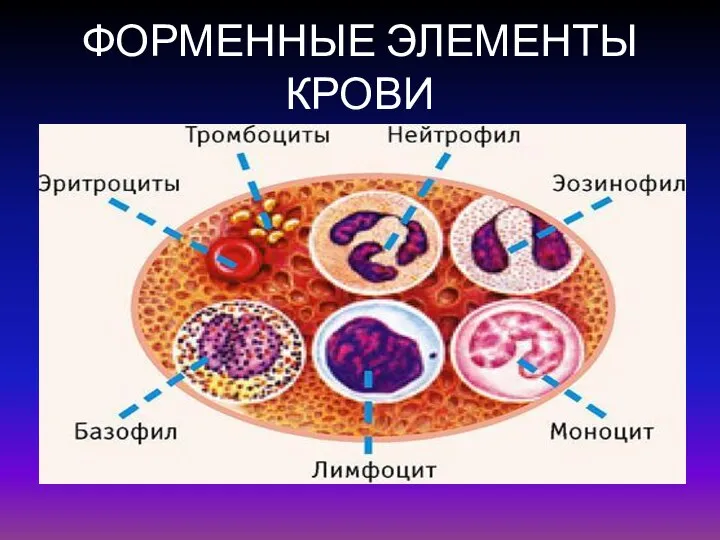 ФОРМЕННЫЕ ЭЛЕМЕНТЫ КРОВИ