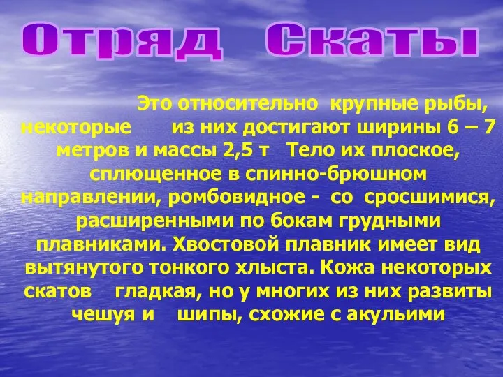 Отряд Скаты Это относительно крупные рыбы, некоторые из них достигают ширины