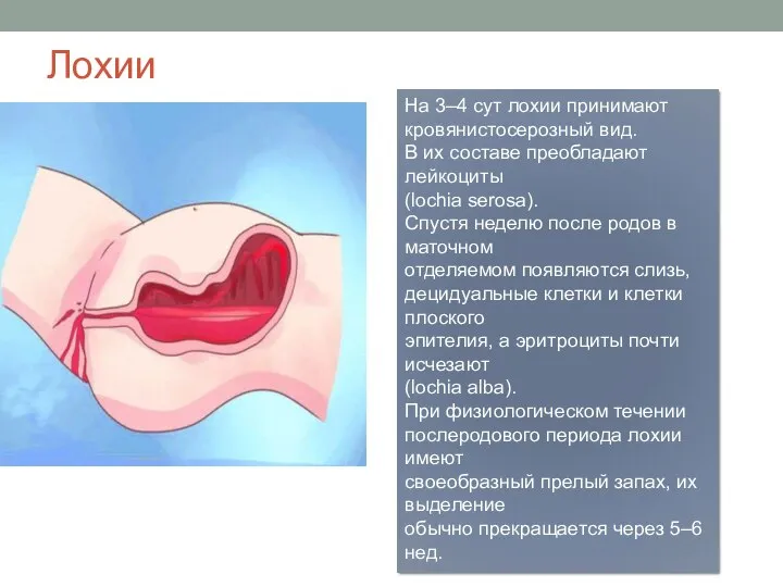 Лохии На 3–4 сут лохии принимают кровянистосерозный вид. В их составе