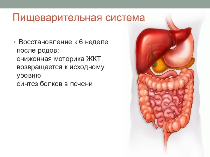 Восстановление к 6 неделе после родов: сниженная моторика ЖКТ возвращается к