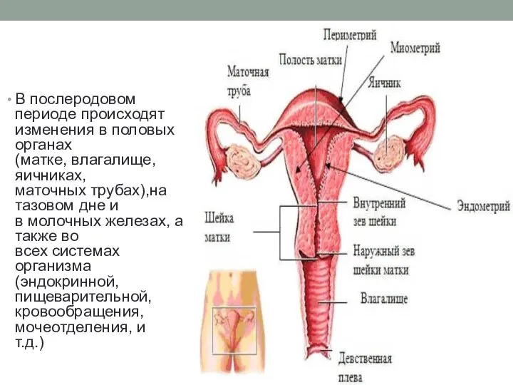 В послеродовом периоде происходят изменения в половых органах (матке, влагалище, яичниках,