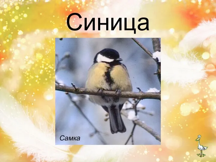 Синица