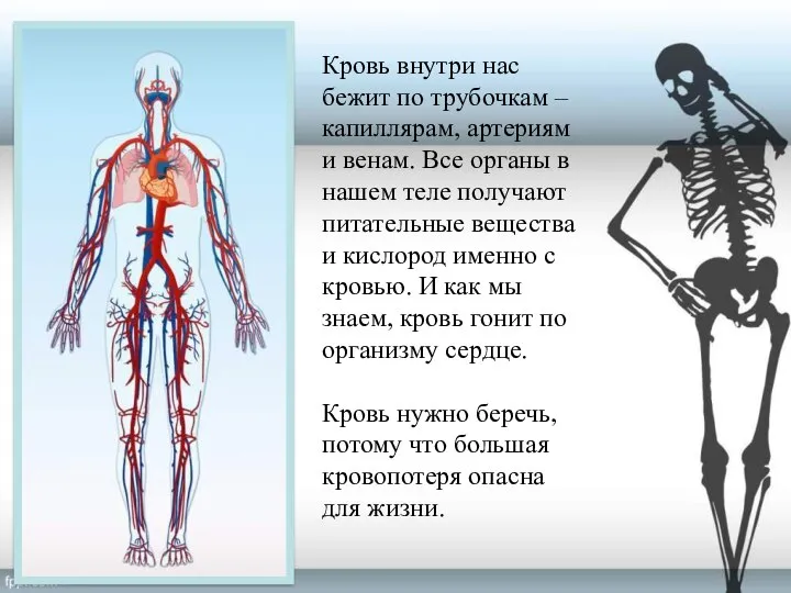 Кровь внутри нас бежит по трубочкам – капиллярам, артериям и венам.