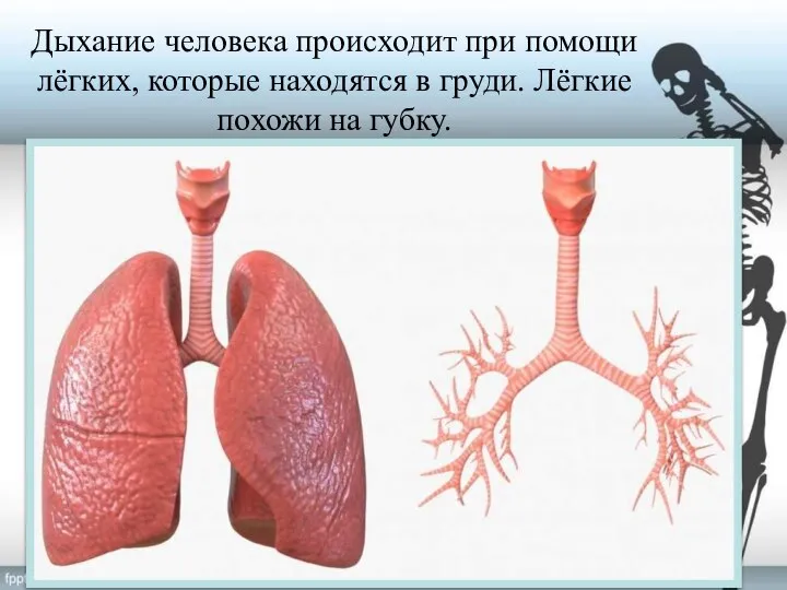 Дыхание человека происходит при помощи лёгких, которые находятся в груди. Лёгкие похожи на губку.