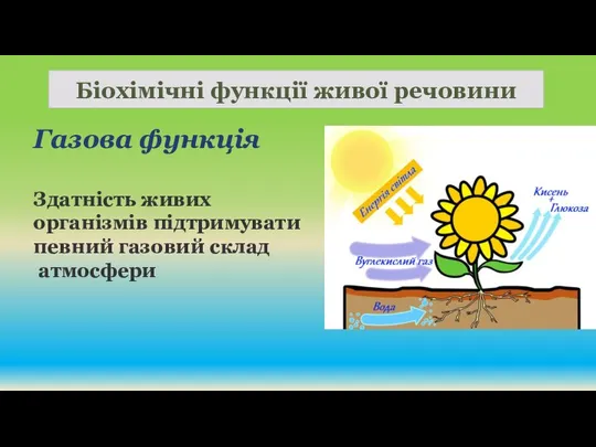 Біохімічні функції живої речовини Газова функція Здатність живих організмів підтримувати певний газовий склад атмосфери