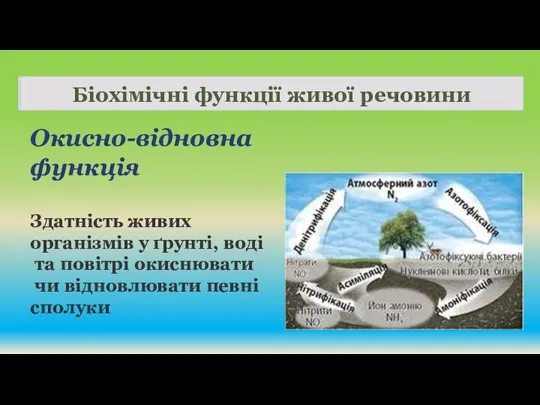 Біохімічні функції живої речовини Окисно-відновна функція Здатність живих організмів у ґрунті,