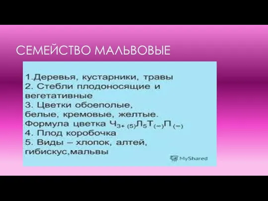 СЕМЕЙСТВО МАЛЬВОВЫЕ