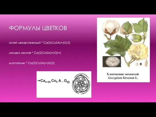 ФОРМУЛЫ ЦВЕТКОВ алтей лекарственный * Ca(5)Со5А(∞)G(5) мальва лесная * Ca(5)Co5A(∞)G(∞) хлопчатник * Ca(5)Co5A(∞)G(3)