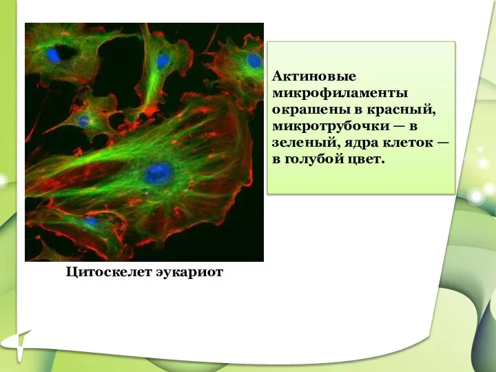 Актиновые микрофиламенты окрашены в красный, микротрубочки — в зеленый, ядра клеток