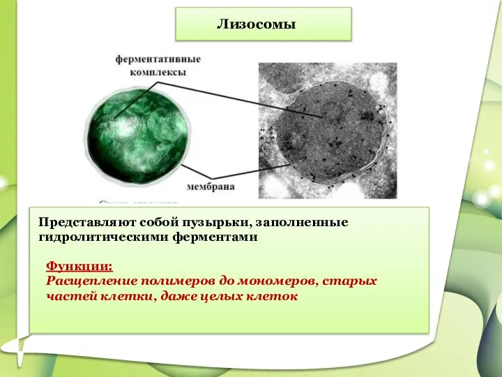 Лизосомы Представляют собой пузырьки, заполненные гидролитическими ферментами Функции: Расщепление полимеров до