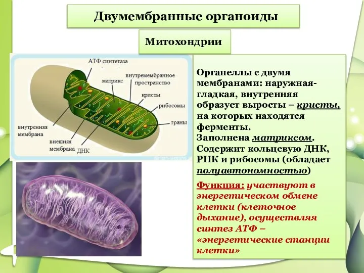 Двумембранные органоиды Митохондрии Органеллы с двумя мембранами: наружная- гладкая, внутренняя образует
