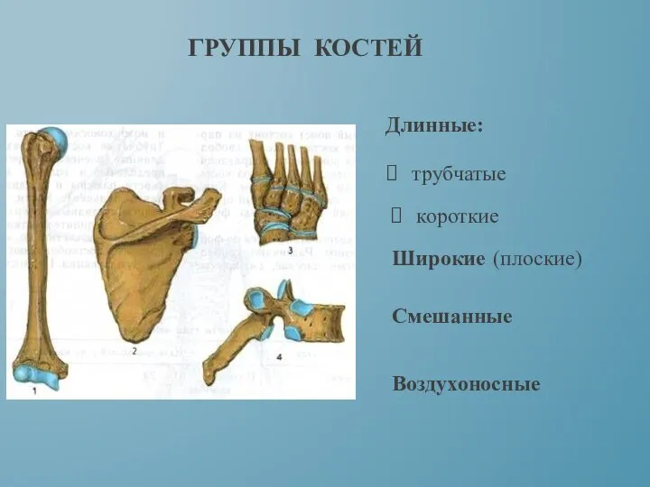 ГРУППЫ КОСТЕЙ Длинные: короткие трубчатые Широкие (плоские) Смешанные Воздухоносные