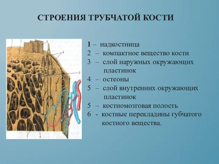 СТРОЕНИЯ ТРУБЧАТОЙ КОСТИ 1 – надкостница – компактное ве­щество кости –