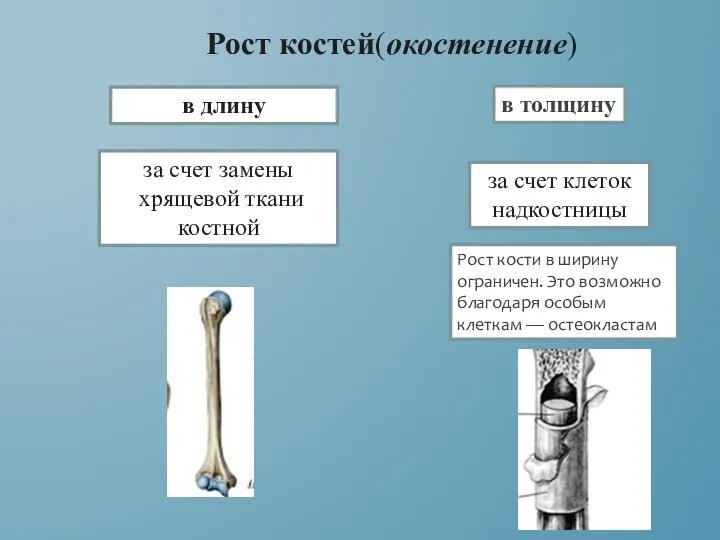 Рост костей(окостенение) в длину за счет замены хрящевой ткани костной в