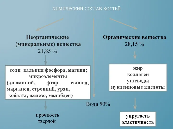 ХИМИЧЕСКИЙ СОСТАВ КОСТЕЙ Неорганические (минеральные) вещества 21,85 % Органические вещества 28,15