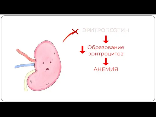 ЭРИТРОПОЭТИН Образование эритроцитов АНЕМИЯ ЭРИТРОПОЭТИН