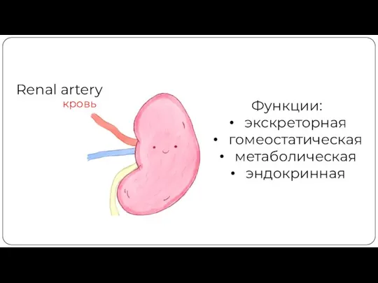 Функции: экскреторная гомеостатическая метаболическая эндокринная Renal artery кровь