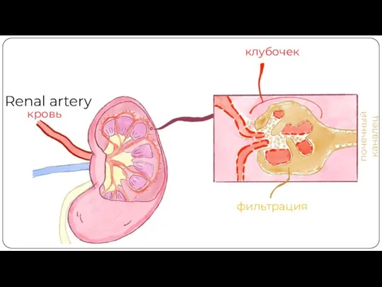 Renal artery клубочек фильтрация почечный каналец кровь