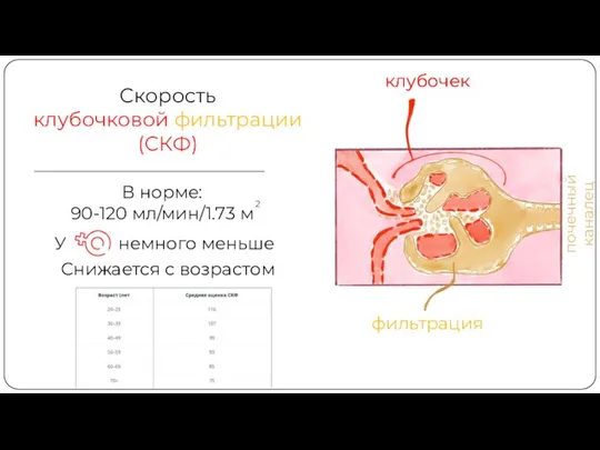 клубочек фильтрация почечный каналец Скорость клубочковой фильтрации (СКФ) клубочек