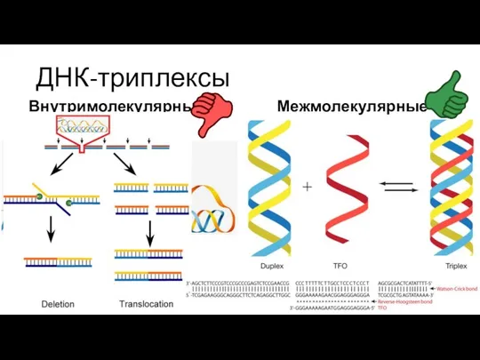 ДНК-триплексы Внутримолекулярные Межмолекулярные