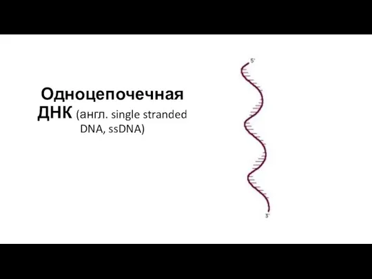 Одноцепочечная ДНК (англ. single stranded DNA, ssDNA)